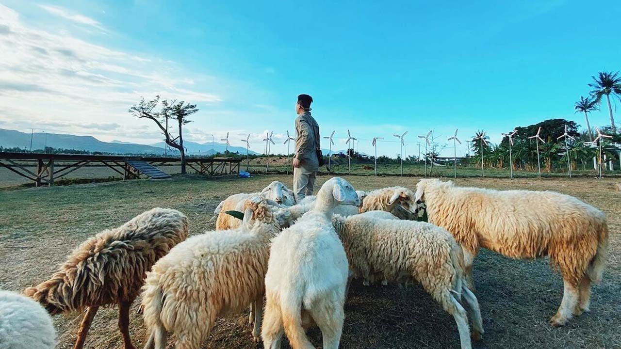 Đồi cừu