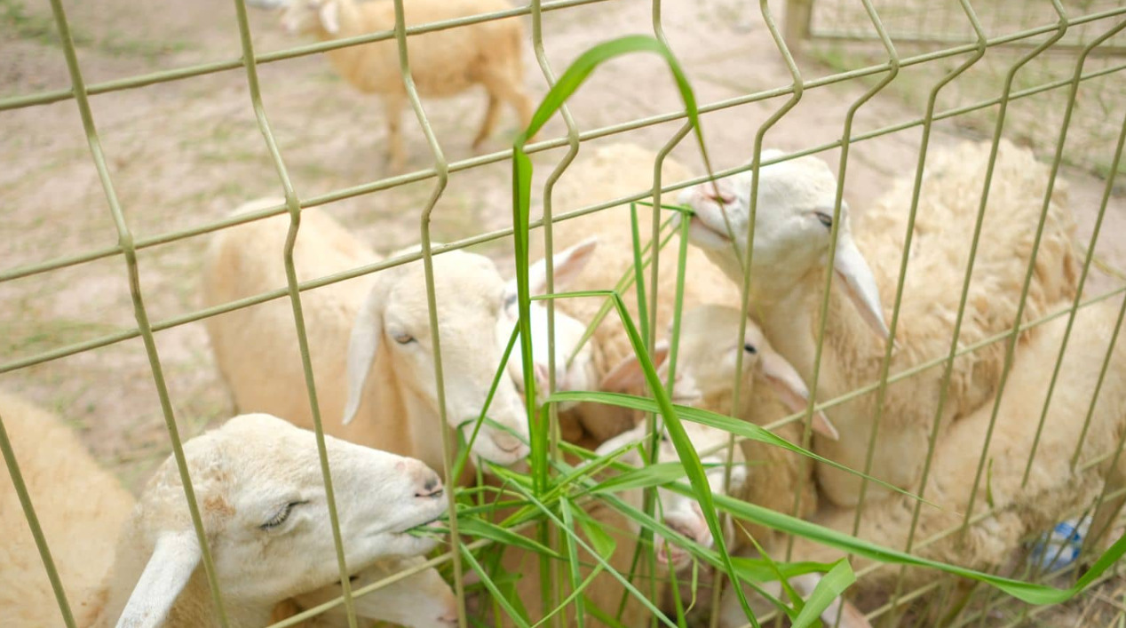 Tham quan các loài động vật được các bé yêu thích nhất tại Mini Zoo của suối nước nóng Bình Châu