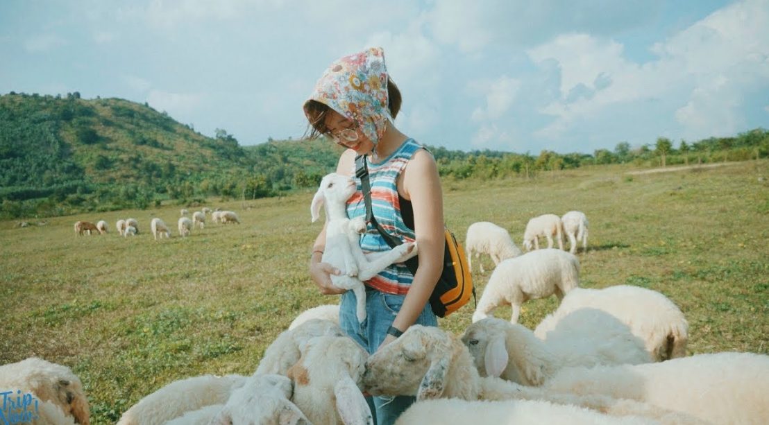 Những hình ảnh ấn tượng tại đồi cừu Vũng Tàu