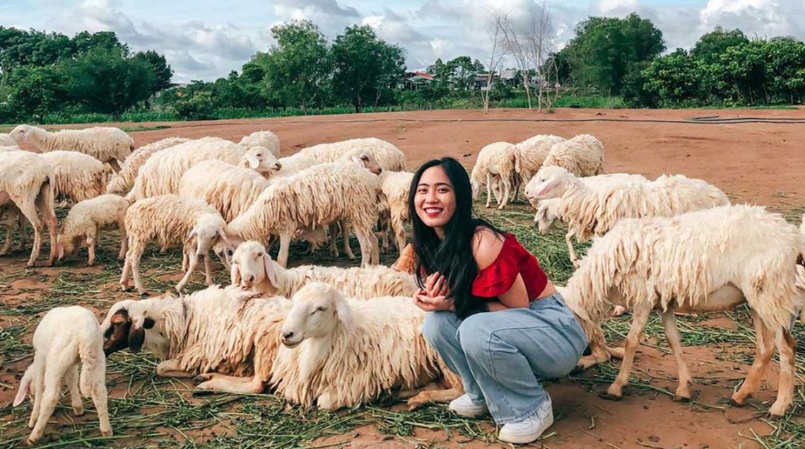 Nên tham quan đồi cừu Vũng Tàu vào thời gian nào
