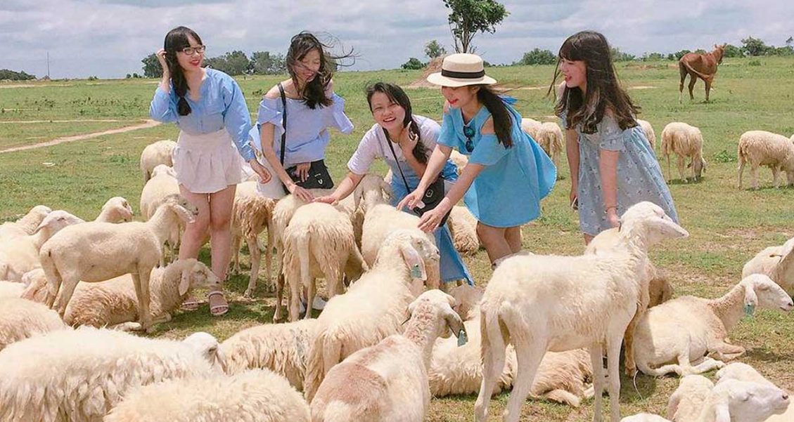 Vui chơi cùng những chú cừu dễ thương
