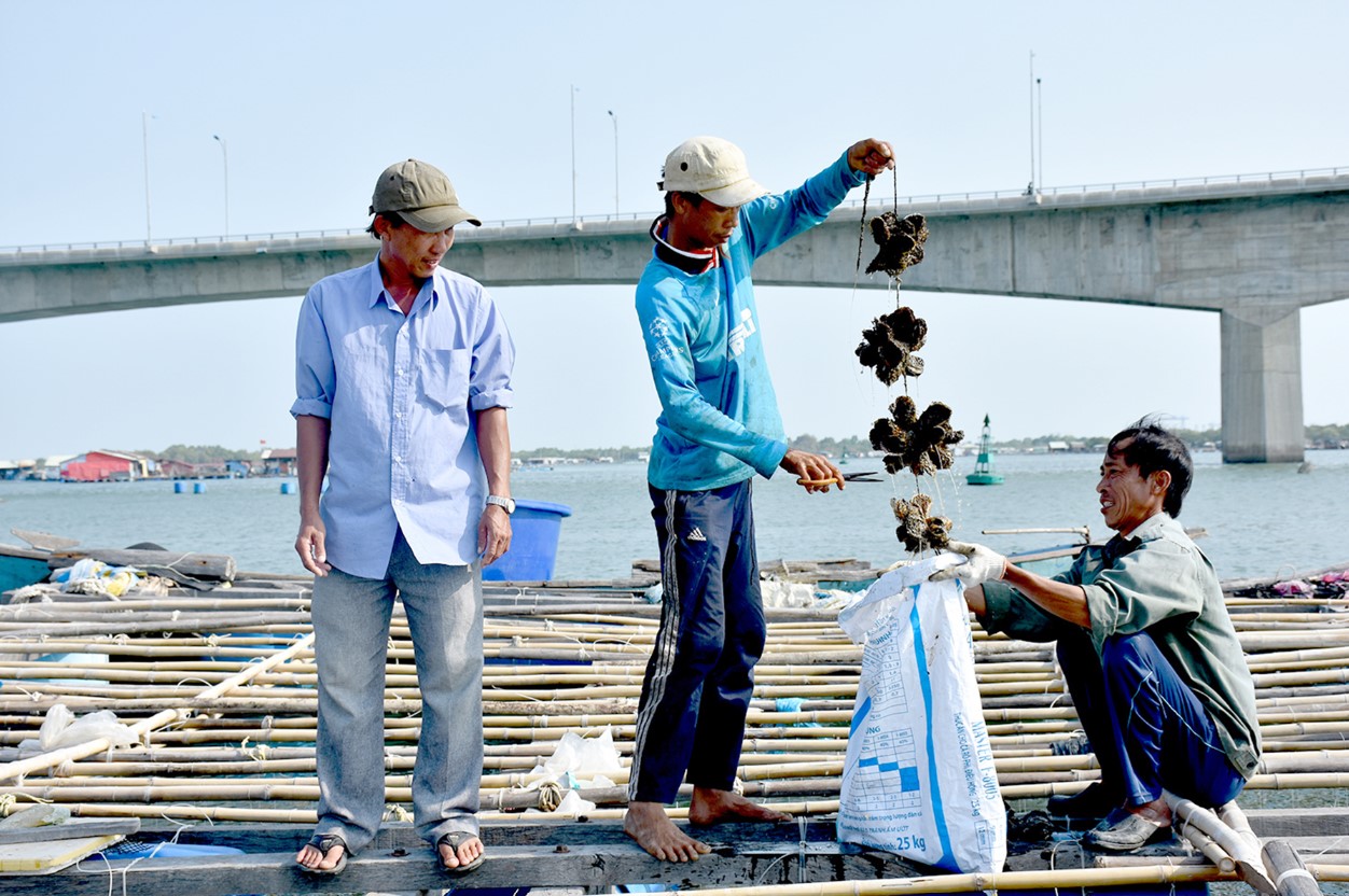 Trải nghiệm thu hoạch hàu ở làng bè