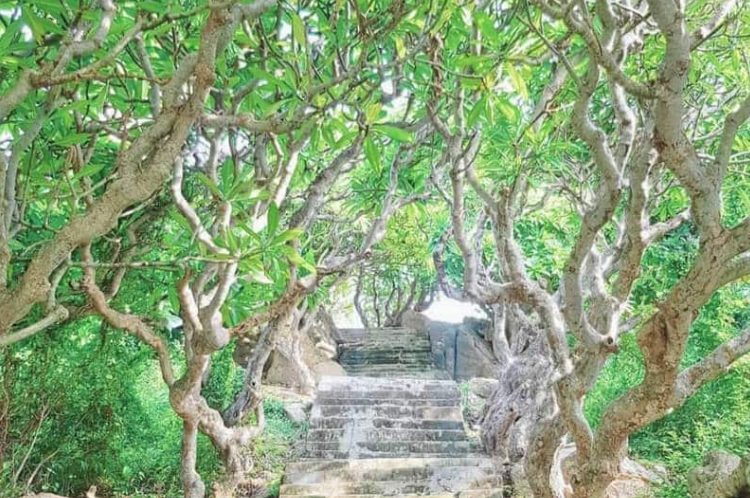 Dạo quanh hàng cây sứ trăm tuổi