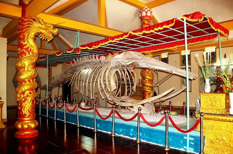 Chiêm ngưỡng bộ xương cá Ông lớn nhất Đông Nam Á